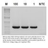 Picture of Accuris One-Step RT-PCR Kit