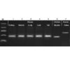 Picture of Accuris Fast Extraction PCR Kits