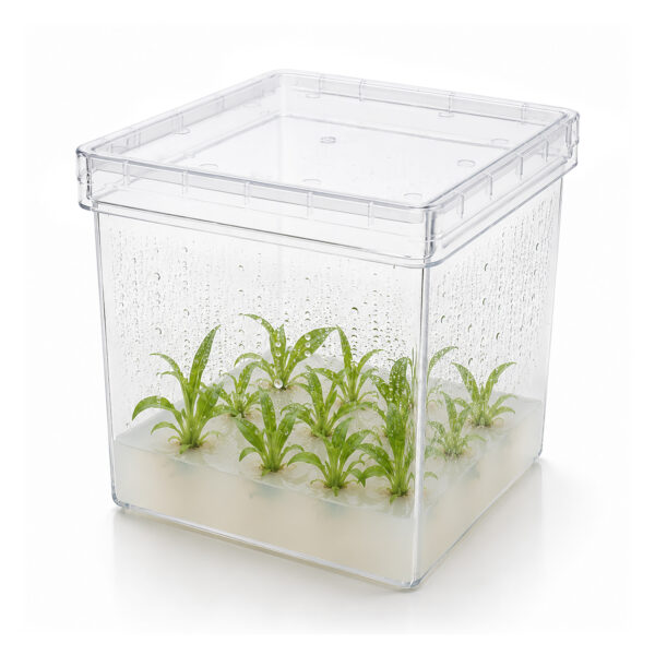 Picture of MTC Bio Plant Tissue Culture Boxes