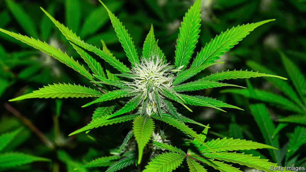 Cannabis Image